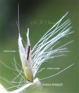  Sessile spikelet